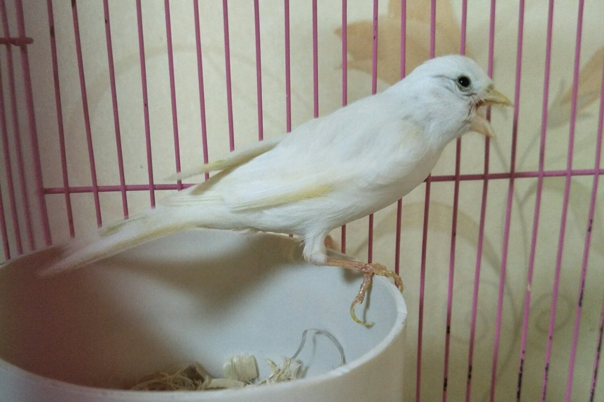 白玉鸟如何饲养?这样的饲养方法,养不好都难!